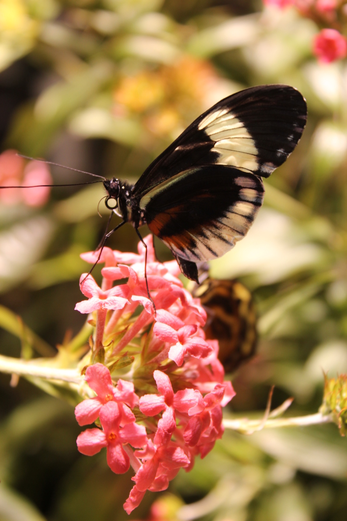 The National Museum of Natural History: Smithsonian Butterfly Garden